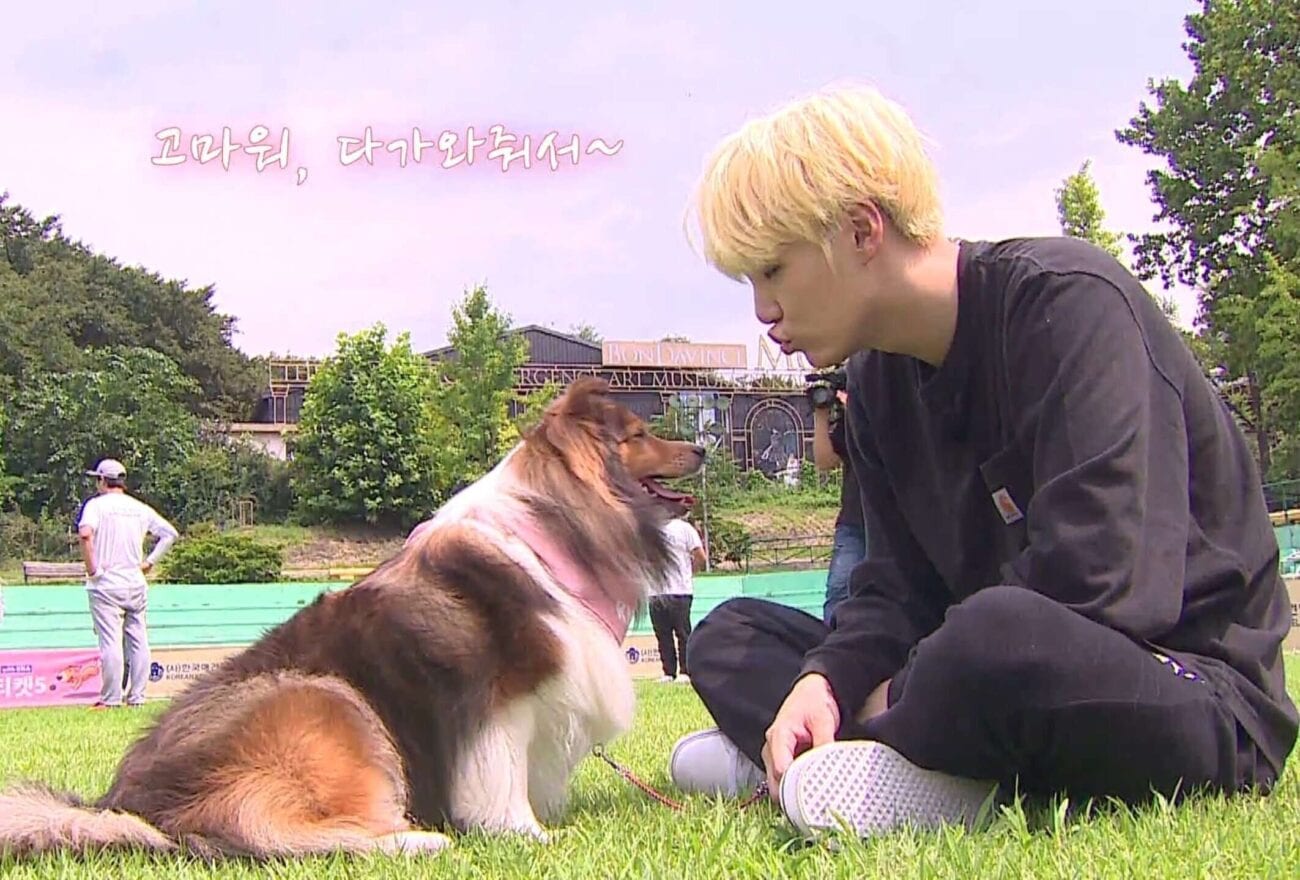 What's cuter than all the members of BTS? Well, BTS in pictures of their dogs, of course! Here are some of our favorites.