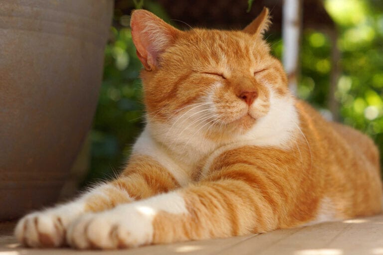 It's not always easy to earn a cat's love. Here are some proven tricks to make cats smile.