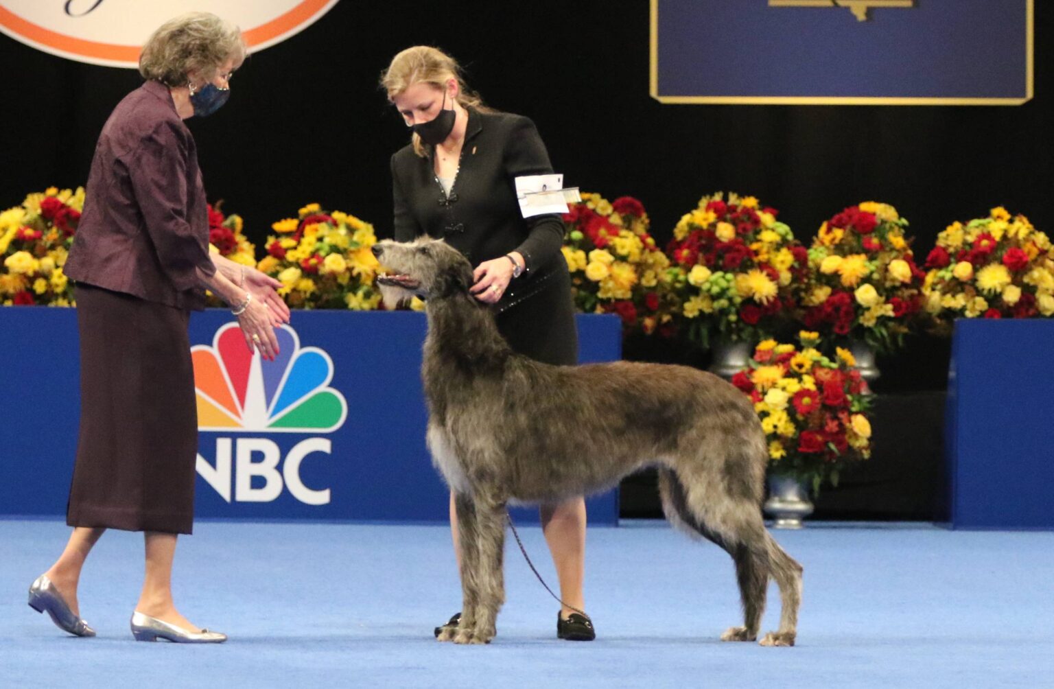 The National Dog Show had an incredible selection of winners this year. Here are the best dogs in show for the 2020 competition.
