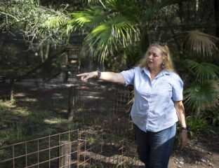 A Big Cat Rescue Tampa volunteer was mauled by a tiger as she stuck her hand in the cage. Is the wildlife sanctuary dangerous?