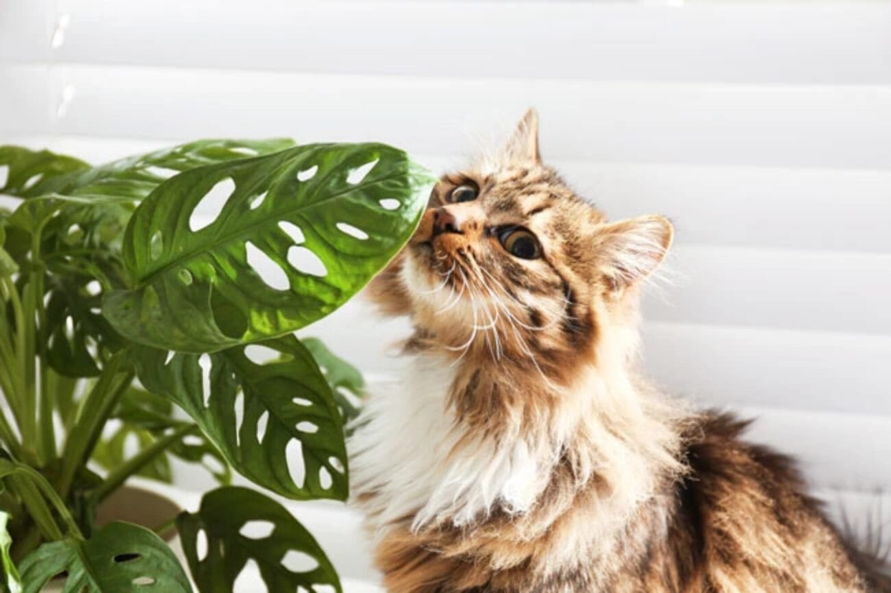 Did you know some of your house plants could be toxic to cats? Find out which ones need to be kept away from your adorable feline creatures ASAP.