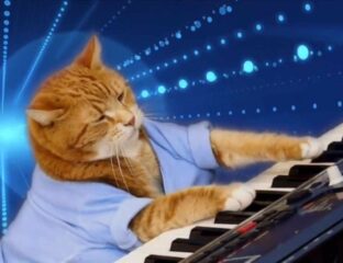 A keyboard cat, a singing cat, a skateboarding cat, oh my! Scratch your feline itch with this collection of talented kitties.