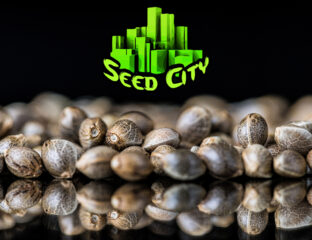Looking for a reliable online store to buy cannabis seeds? Visit Seed City for a great selection of seeds for a great price.