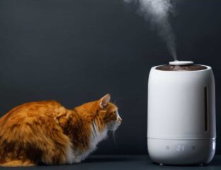 Are humidifiers a good idea for cats? Find out whether the air filtration system is safe for your house pet.