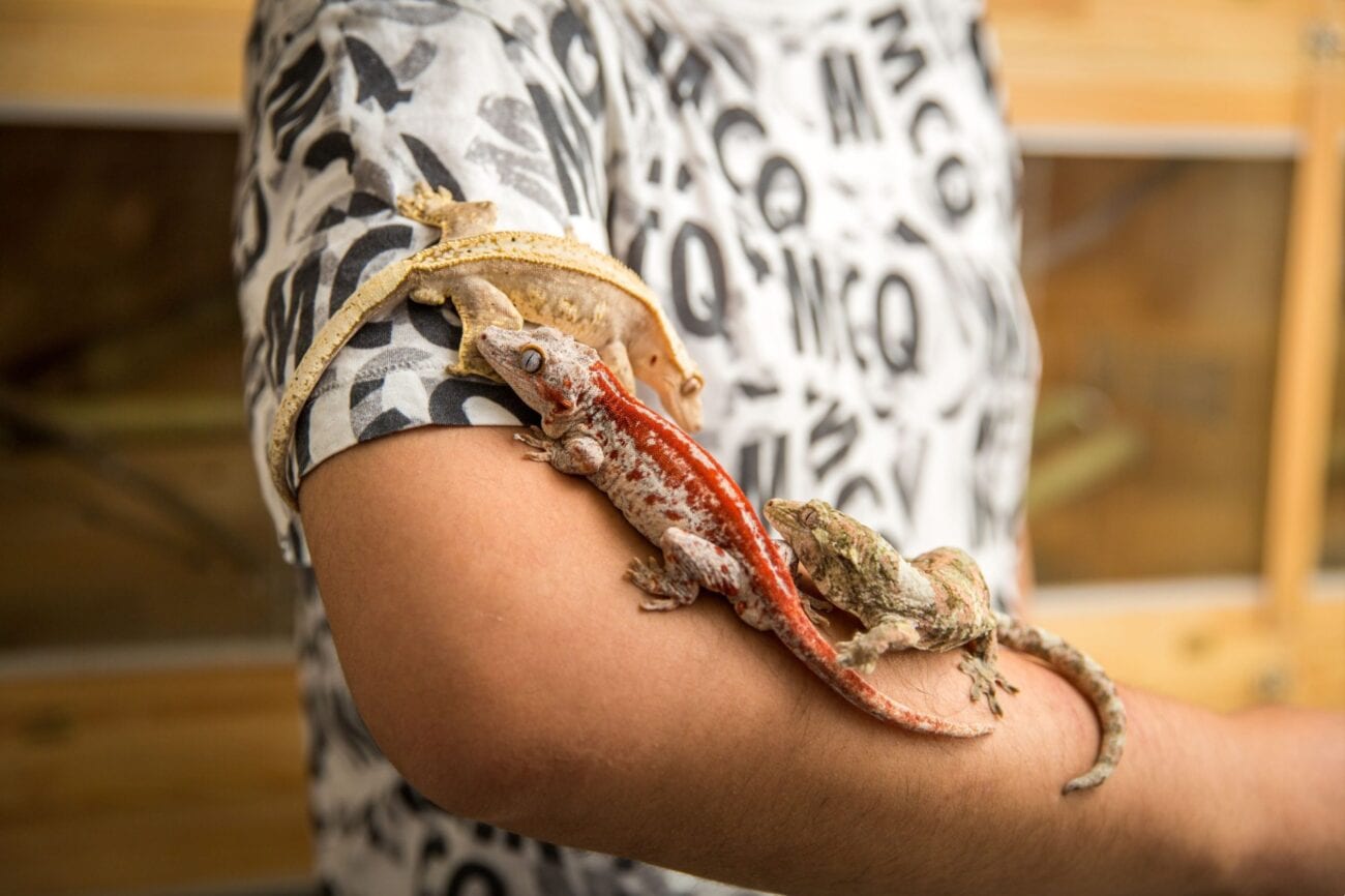 Exotic pet owners have to contend with the actions of their pet. Are they liable for injuries caused by their pets?