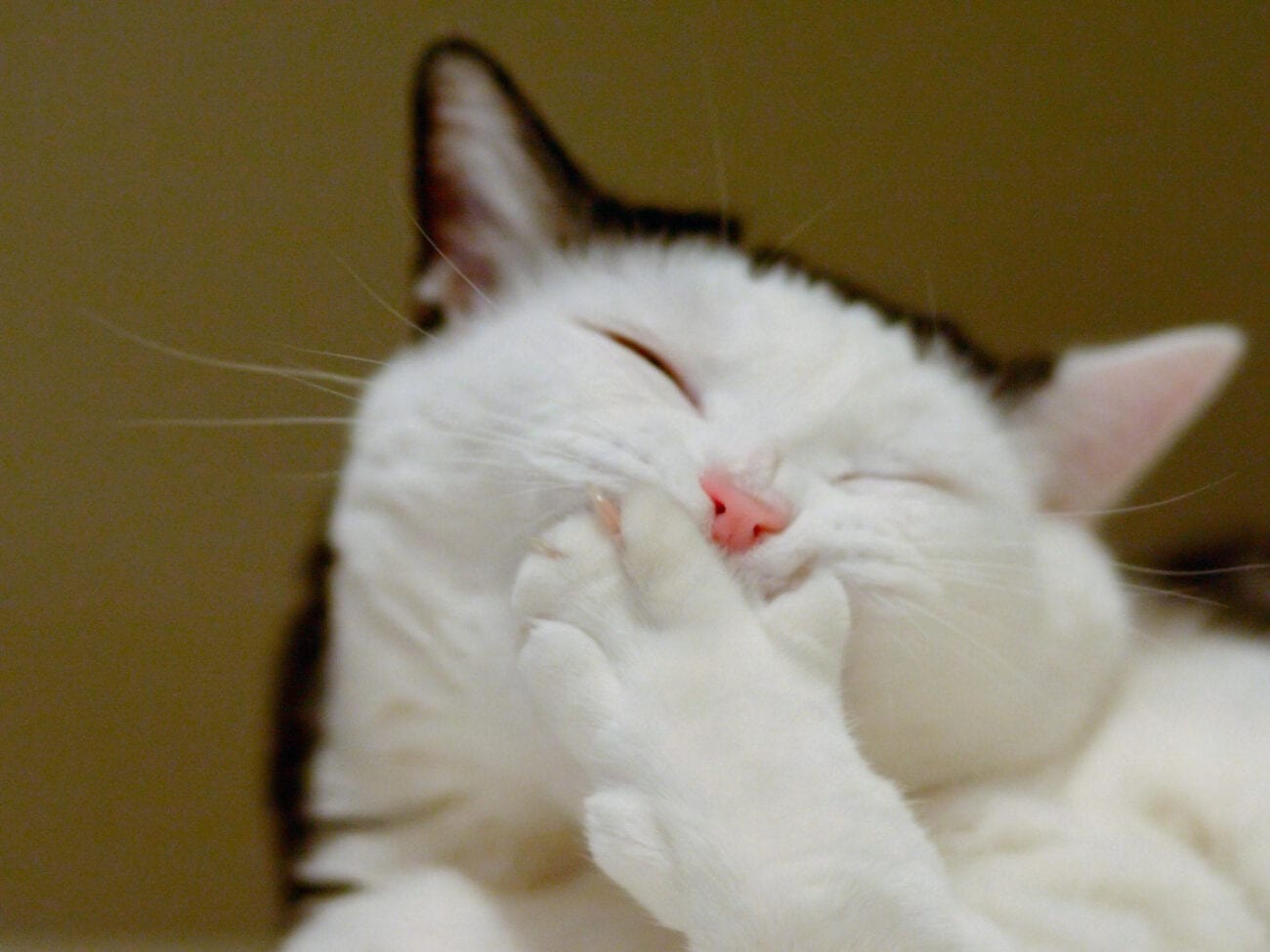 ¿Ya no sabes cómo sobrellevar la cuarentena? Checa los mejores memes de gatos para compartir con tus amigos.