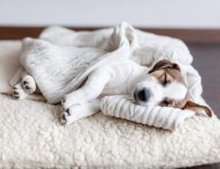 Pet beds are crucial to your cat or dog getting a good night's sleep. Discover which pet beds are most comfortable here.