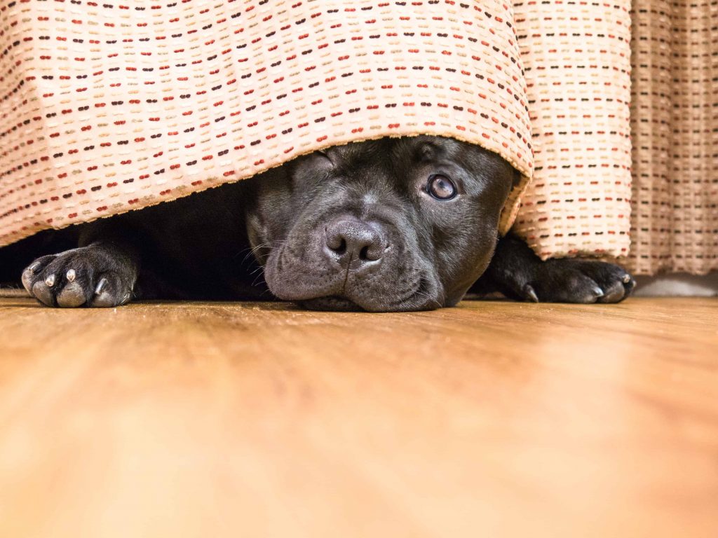 Why Does My Dog Sleep Under My Bed Film Daily