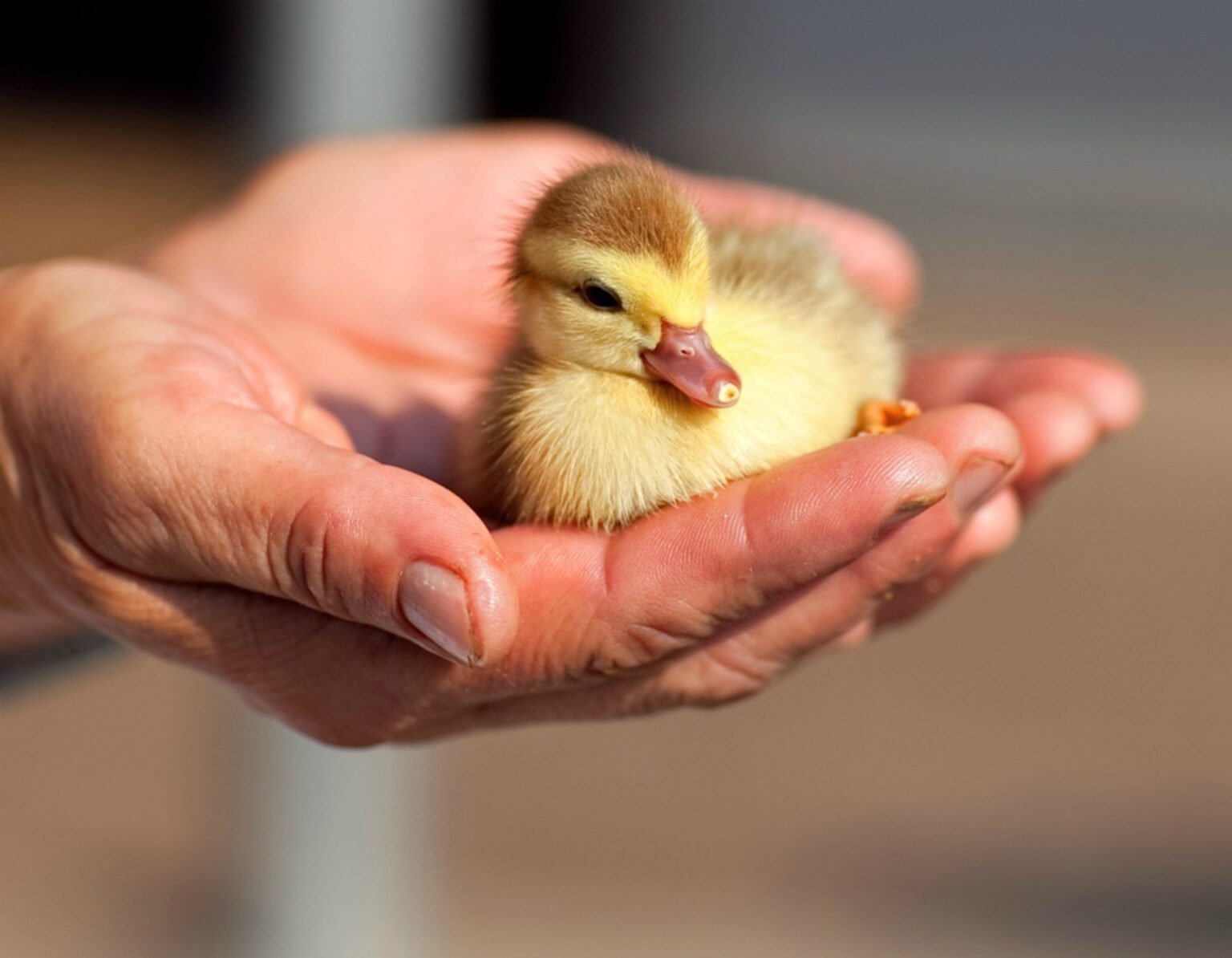 .Ever wondered what it would be like to have ducks as pets? Admire at all the cutest & most adorable duck photos we've found just for you here.