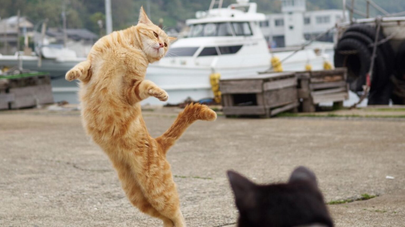 If we lived in a world without cat videos, would YouTube even exist? Dance along with these adorable dancing cat videos.