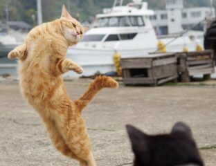 If we lived in a world without cat videos, would YouTube even exist? Dance along with these adorable dancing cat videos.