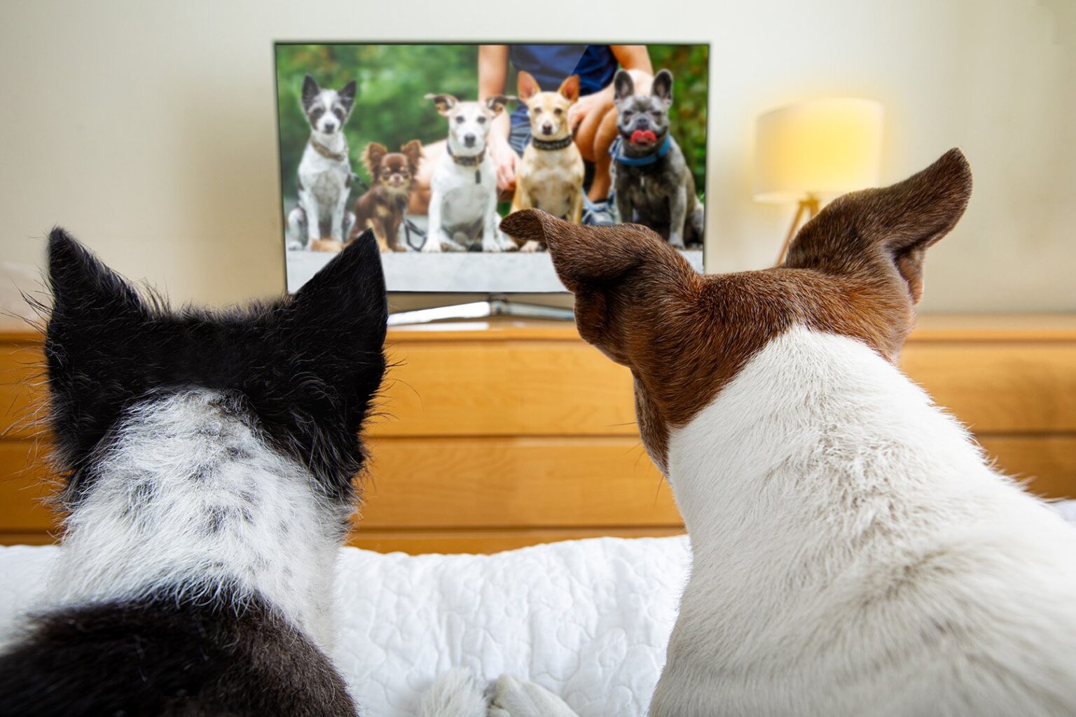Some dogs love to watch television. Find out why these special canines spend so much time watching TV.