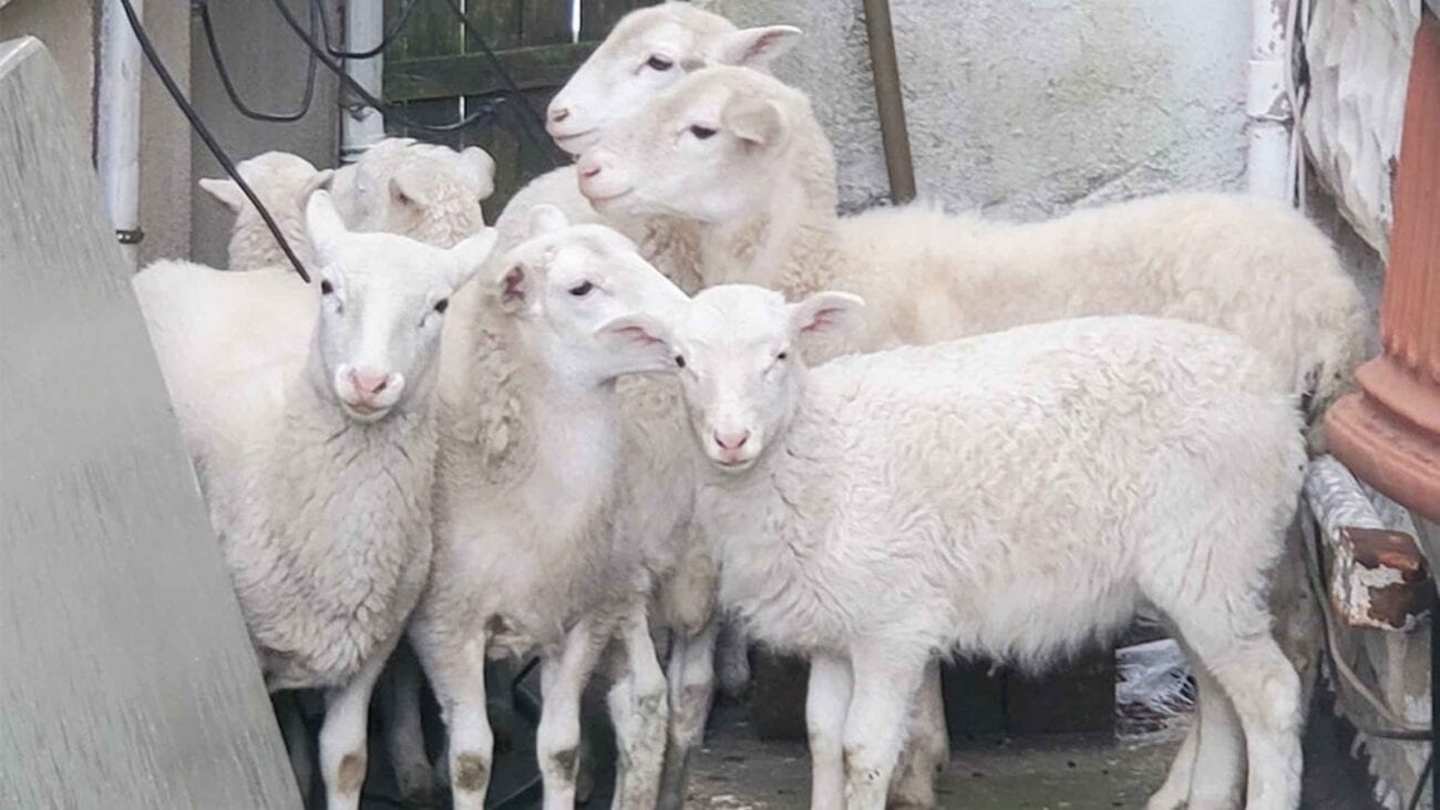 The NYD is having a BAAAA-d week. Grab your favorite furry friend and dive into the hilarious situation of the sheep herd lost in Brooklyn. 