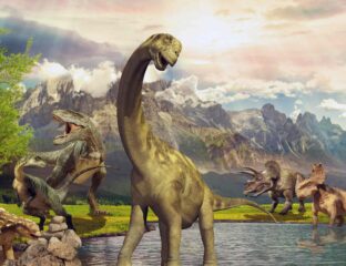 If you’re looking for a little dose of dino-fever, tune in to these TV shows about dinosaurs. Some figurative time travel, if you will.