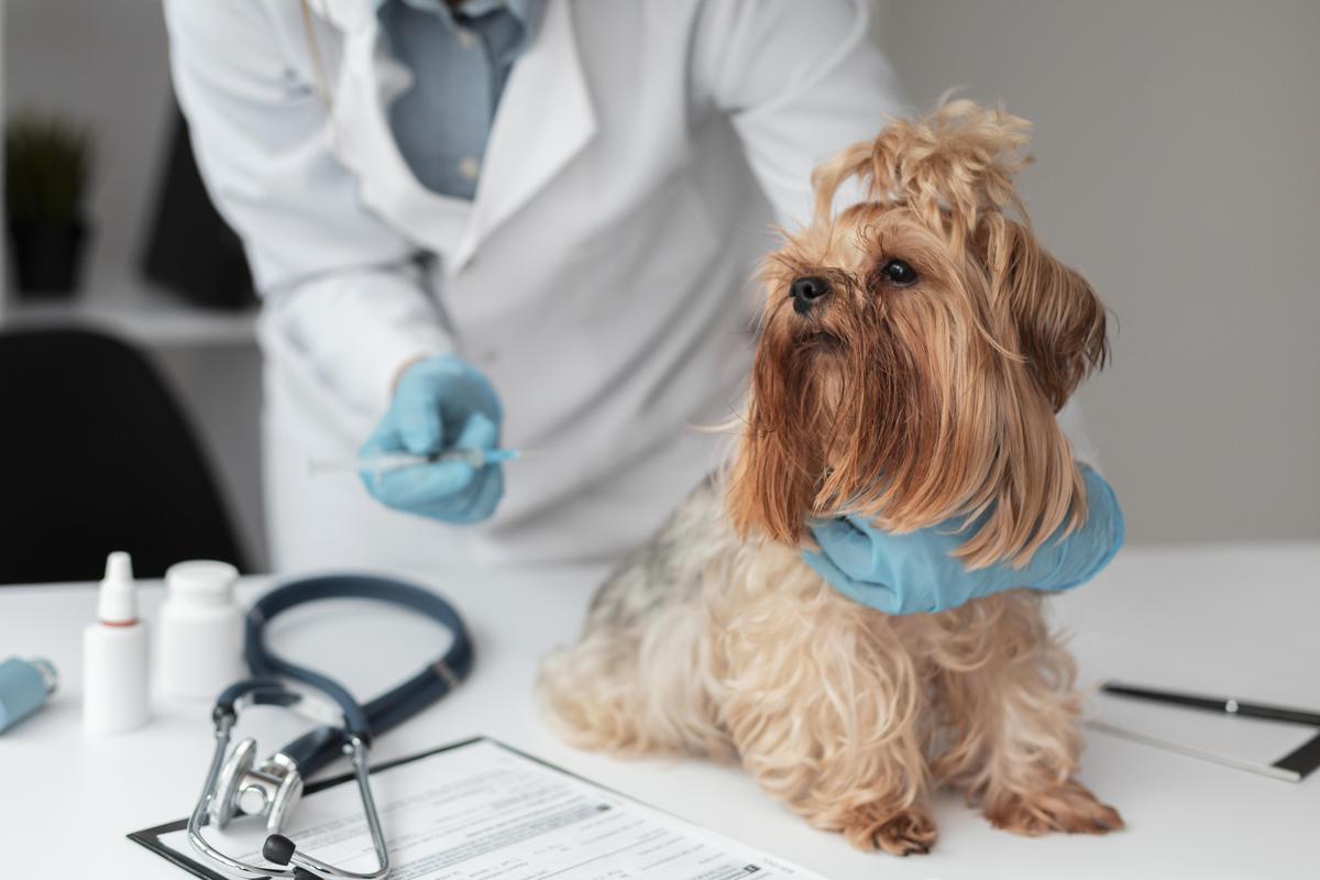 Have you experienced malpractice at the hands of a veterinarian? Here are the guidelines on how to properly report a veterinarian today.
