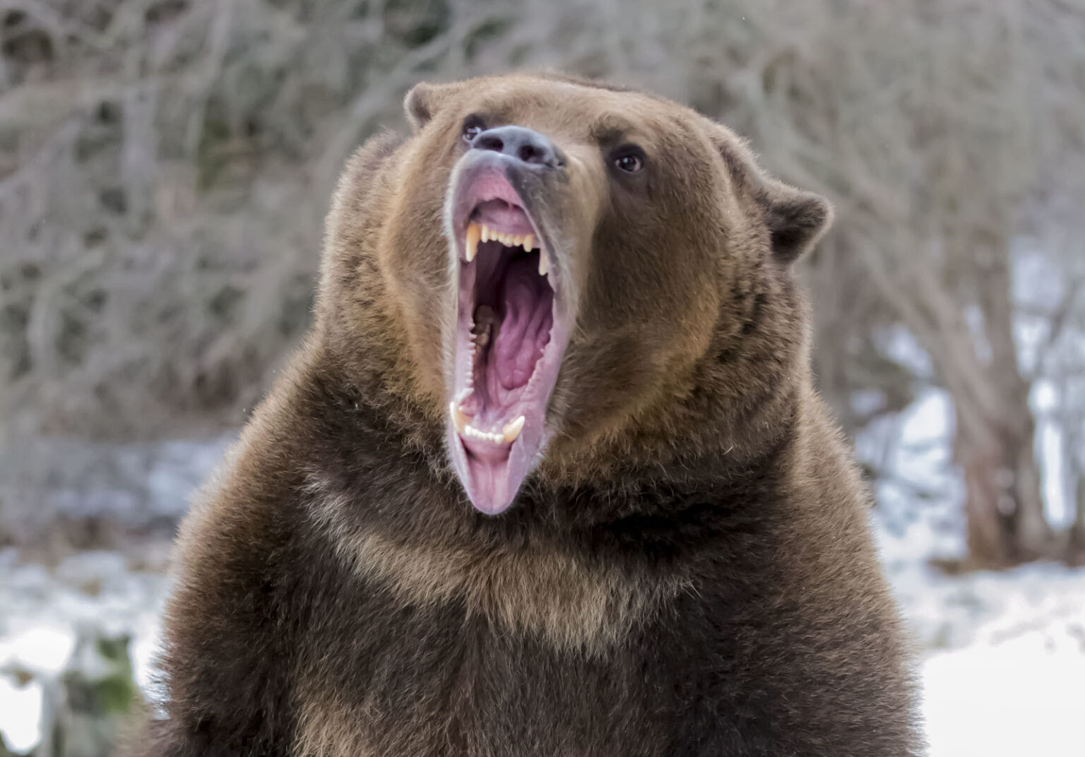 Confused about bullish bulls and bearish bears? Learn what a bear market is, how to survive one, and how you can invest to weather the storm now.