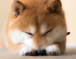 Could the DogeCoin price actually be going up to $1 in the future? Twitter seems to think so. Check out these reactions that will leave you optimistic.