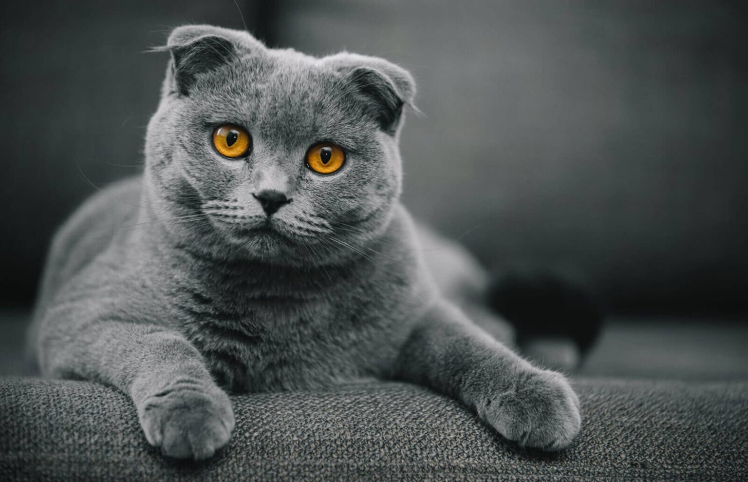 Have you ever heard of the Scottish Fold Munchkin cat? So, what’s going on with this guy? Grab your nearest furry friend and let’s find out! 