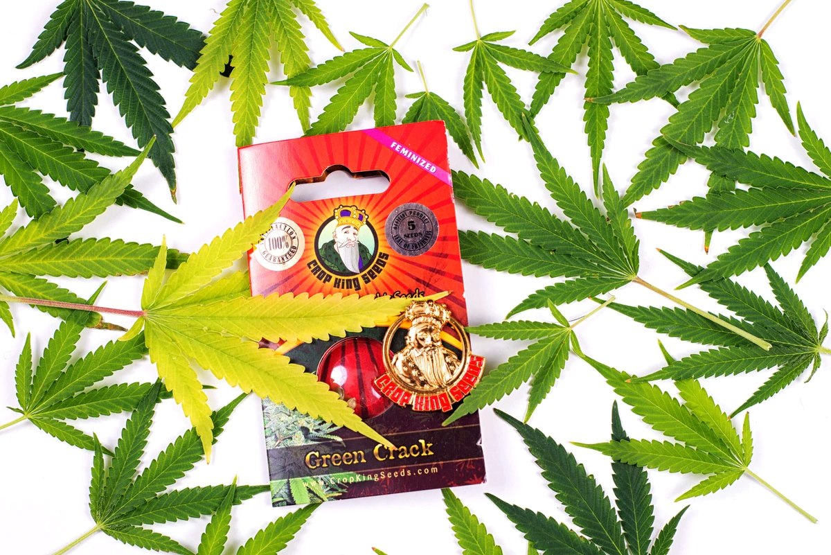 Crop King Seeds Review Most Trusted Seed Bank Film Daily