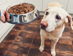 Do you think your canine companion may have an allergy? Check out our recommendations for what to do if you think your dog needs chicken free food.