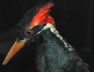 Officials announce that 23 species will soon be extinct, including the ivory-billed woodpecker. See how global warming affects Earth's biodiversity.