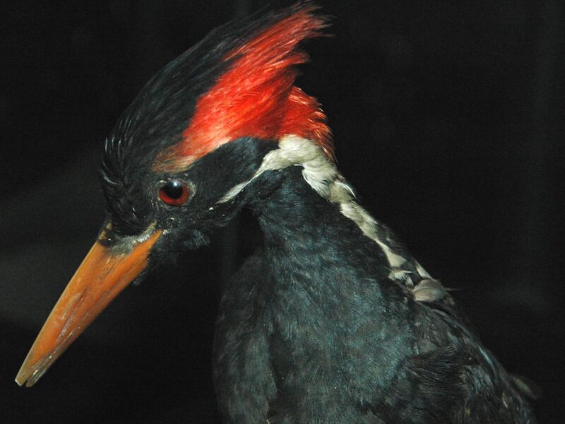 Officials announce that 23 species will soon be extinct, including the ivory-billed woodpecker. See how global warming affects Earth's biodiversity.