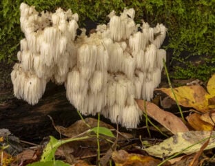 There are tons of benefits you can receive from eating Lion’s Mane mushrooms. But do they live up to the hype, and what if you don't want to eat them?
