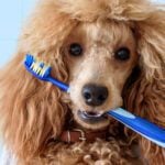 Stinky dog breath isn't the only reason to brush Fido's pearly whites! Dental care for your pooch is critical to add years to their life. Here's how!