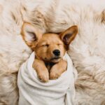 Potty training a puppy is one of the most challenging parts of getting a new furry friend. Make your training easier by reading this comprehensive guide.