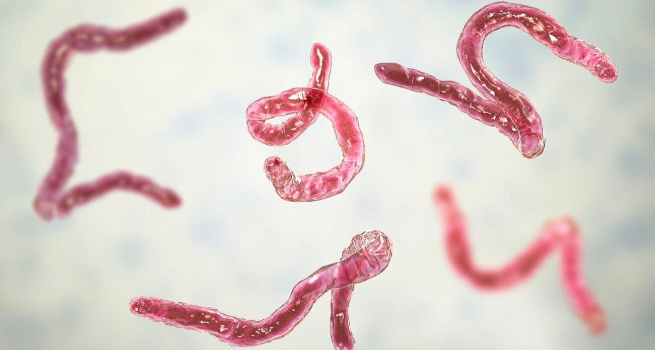Humans can unfortunately be hosts to a wide variety of intestinal parasites. Learn how to avoid and treat the most common parasites right here.