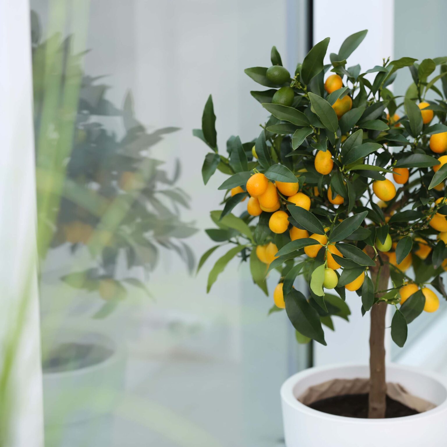 Are you looking to add something unique to your garden? Dive into the details about rare and exotic fruit trees that you can plant at home!
