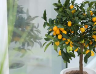 Are you looking to add something unique to your garden? Dive into the details about rare and exotic fruit trees that you can plant at home!