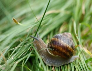 If you’ve been in the loop lately, you may have heard of the “Immortal Snail”. Discover the meaning behind this unusual TikTok meme.