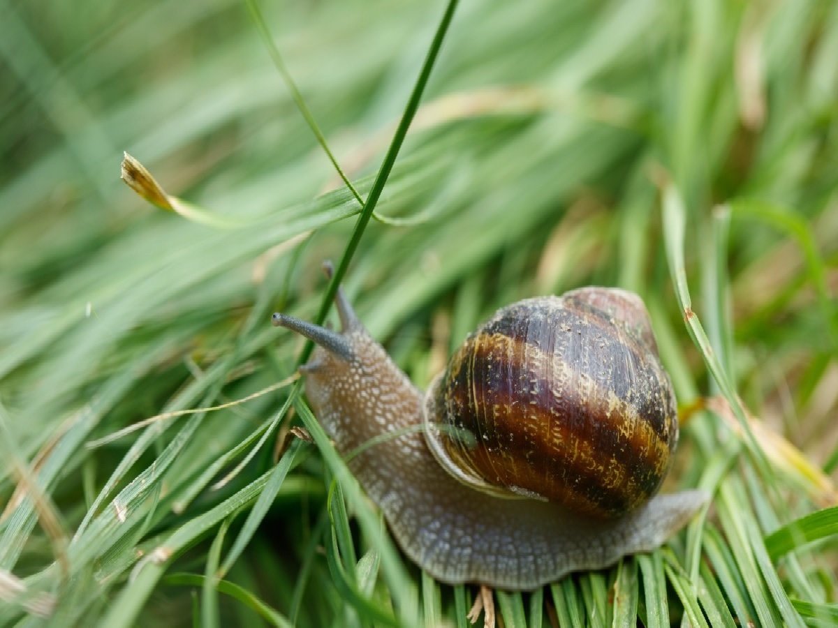 If you’ve been in the loop lately, you may have heard of the “Immortal Snail”. Discover the meaning behind this unusual TikTok meme.