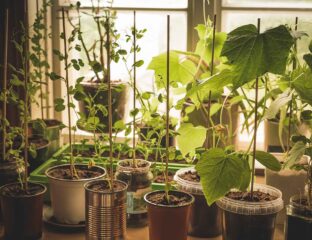 Are you looking to grow a green thumb? Check out these smart and simple tips to make sure your vegetables can grow indoors all year long!