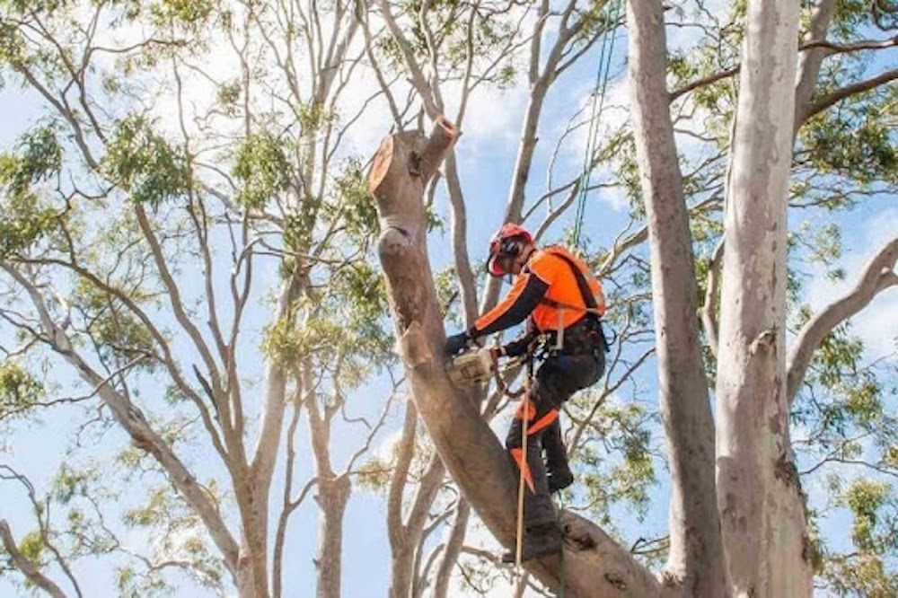Tree removal in Melbourne is a tricky process. Here's everything you need to know about the system.