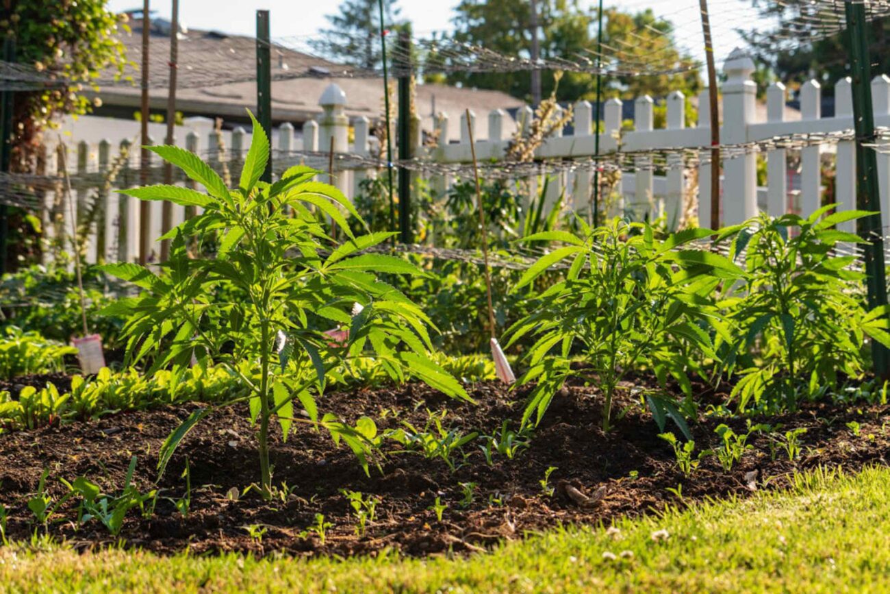 Home cannabis growers often have to do a lot of hard work, specifically when it comes to growing a garden inside. Continue to see our tips for the winter!