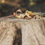 An unsightly tree stump can ruin your whole landscape. Check out everything you need to know about tree stump removal such as services and equipment.