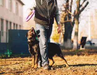 Traditional dog training programs may require pet owners to attend multiple classes with their pets. Is board and train the best option?