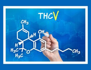 In the world of cannabinoid connoisseurs, THCV is what's known as 'diet weed'. Discover the incredible properties of this new compound today.