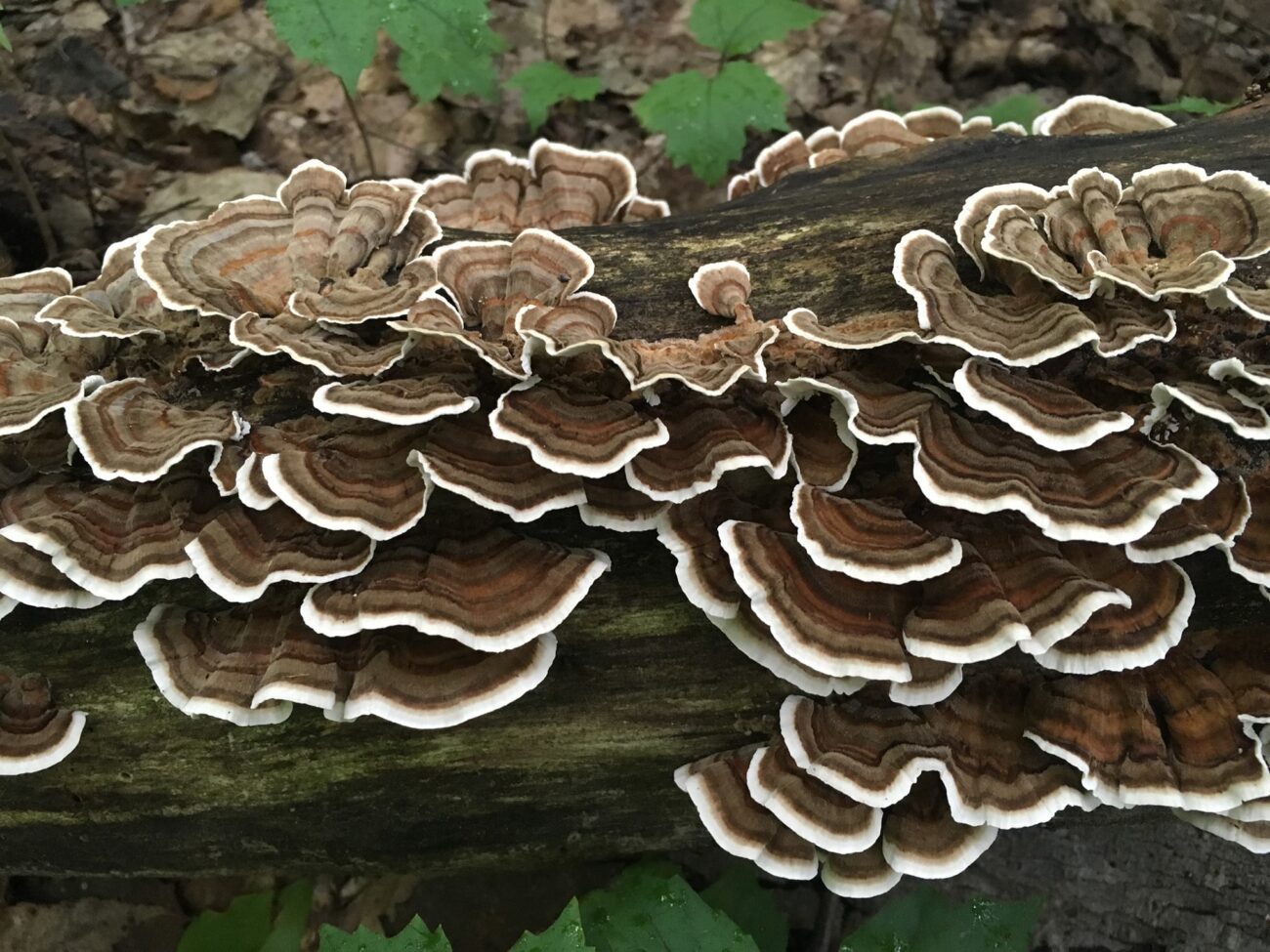 Did you know that turkey tail mushrooms might have some medicinal benefits hidden within them? Discover the amazing secrets of these mushrooms today.