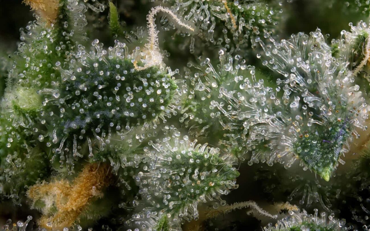 Cannabis strains contain over 150 types of terpenes in them, each determines the flavor and smell of the strain that you are buying. Find out more here!