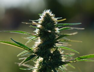 Hemp flowers are known to unlock the true potency of the cannabinoid to the highest possible extent. Here's all you need to know about smoking hemp flowers.