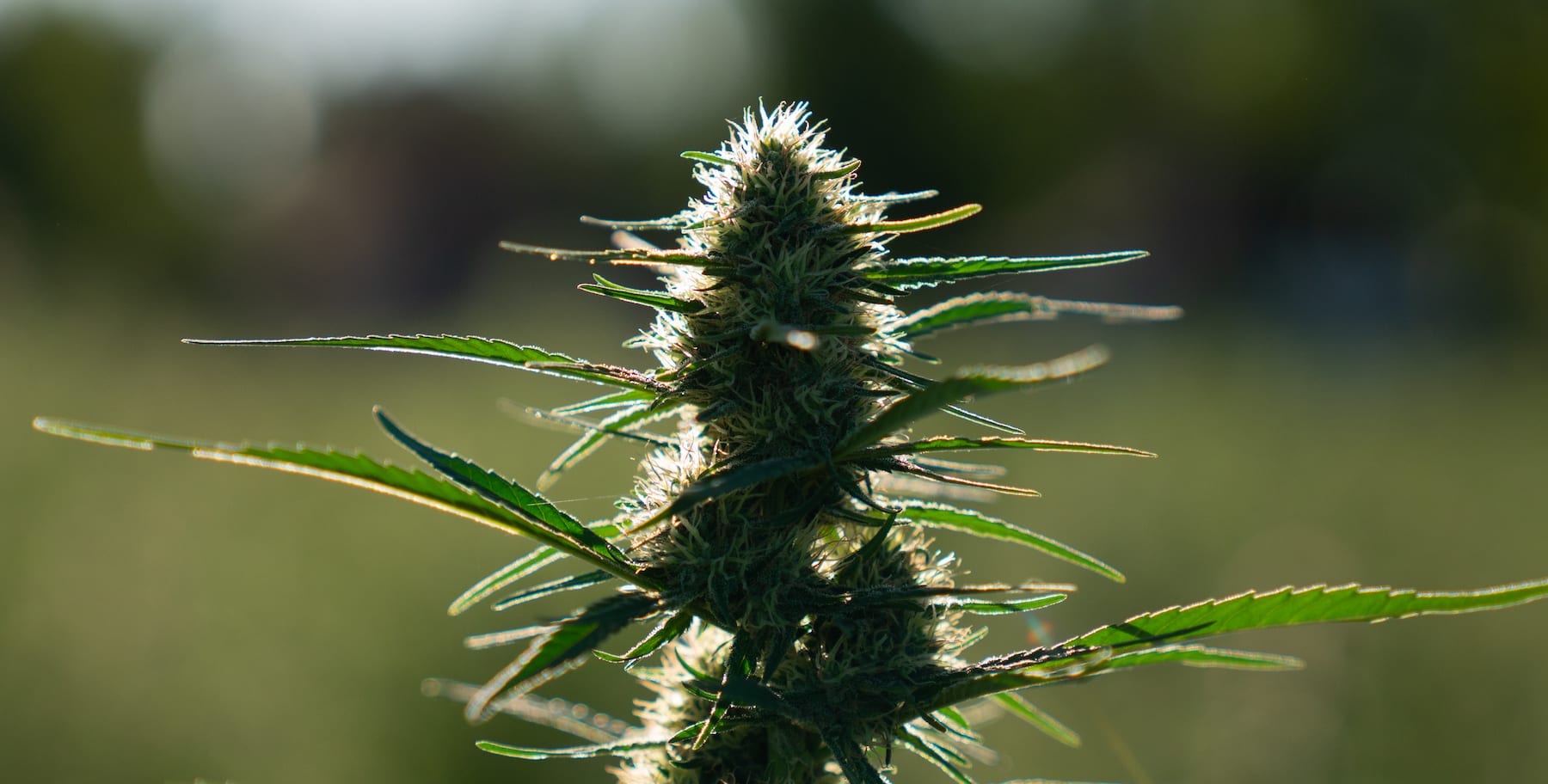 Hemp flowers are known to unlock the true potency of the cannabinoid to the highest possible extent. Here's all you need to know about smoking hemp flowers.