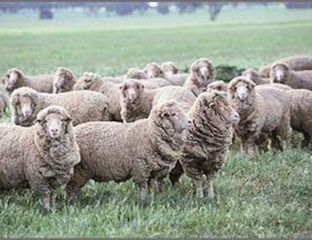 Want to know more about Merino sheep and their high-quality wool? Here are ten exciting facts about them that will surprise you!
