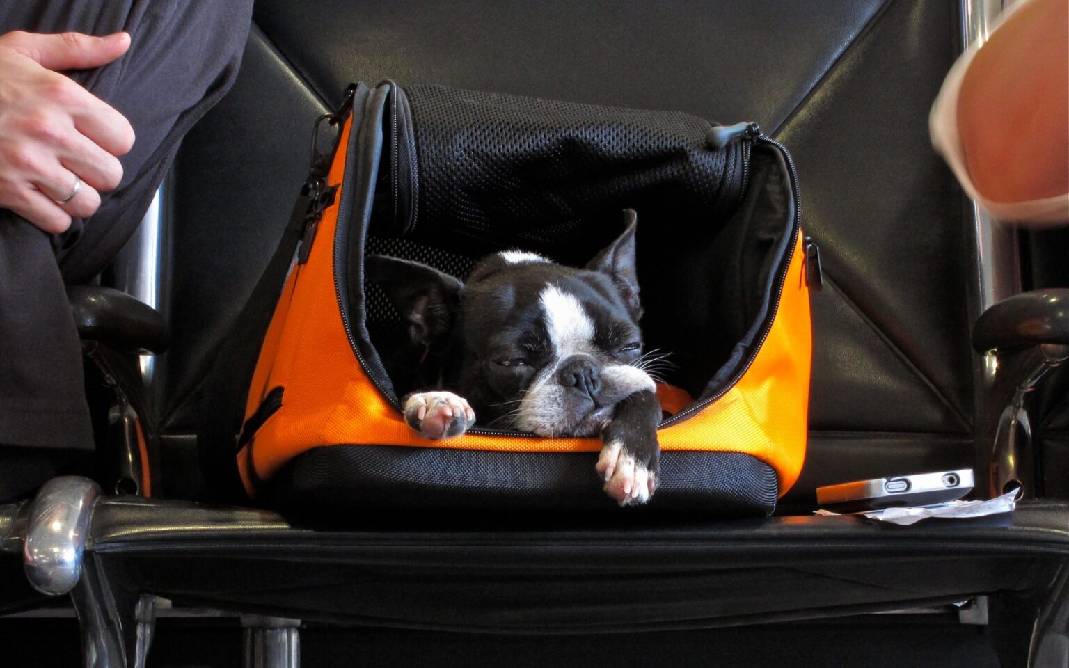 Exporting pets from countries like Singapore can be a big challenge for a first-timer. Make travel a breeze with these pet transportation tips.