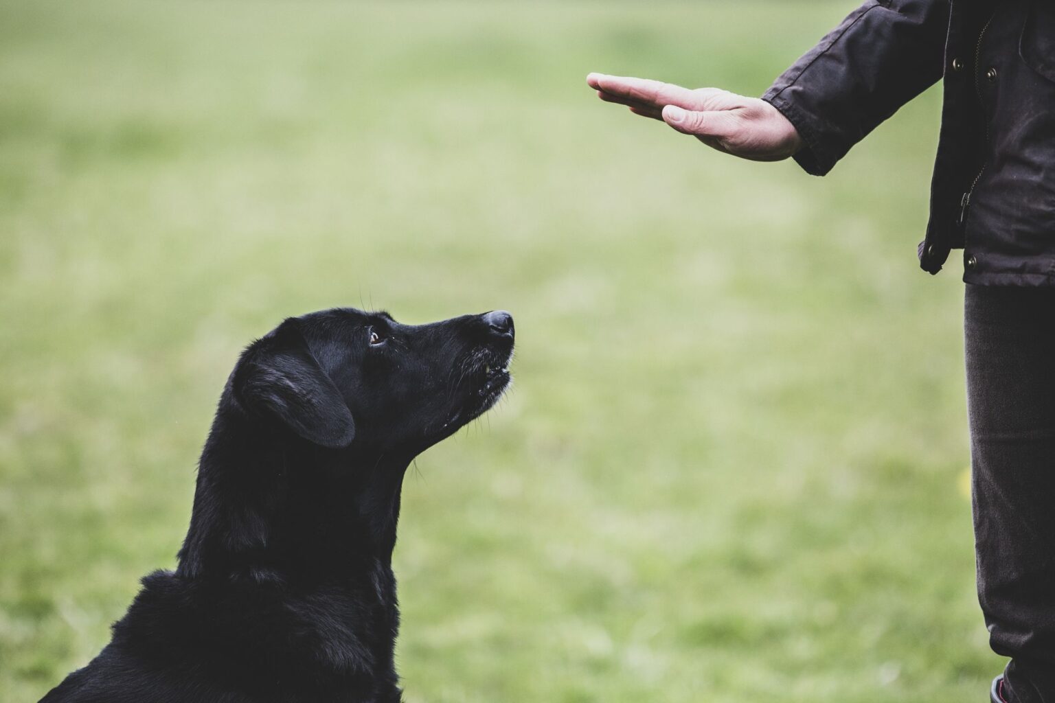 Dog training doesn't have to be difficult, but it can be, especially if you don't know what you're doing. Here are packages offered by trainers.