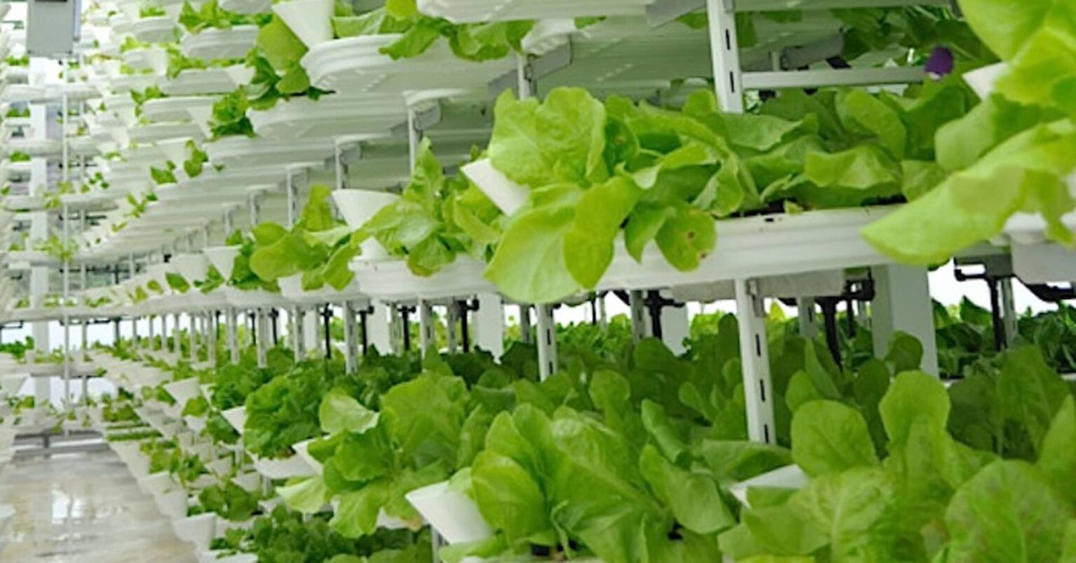 Vertical farming fosters a sustainable agricultural system where farms produce food without pesticides, herbicides, and fertilizers. How does it work?