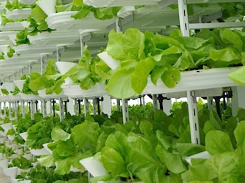 Vertical farming fosters a sustainable agricultural system where farms produce food without pesticides, herbicides, and fertilizers. How does it work?