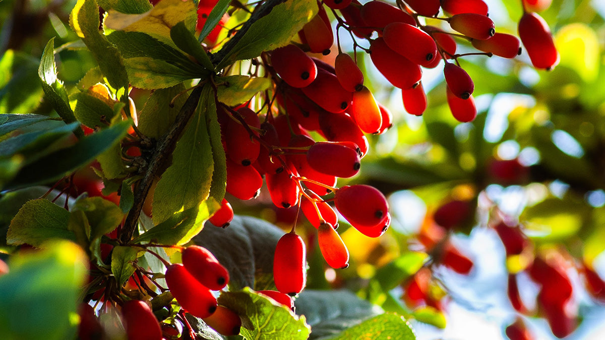When it comes to taking care of your wellness, there are many facets of health to consider. Is berberine essential and how can it benefit your body?